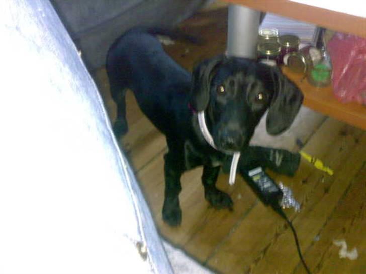 Blanding af racer Pippi billede 6