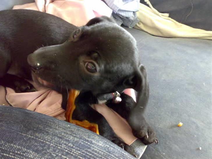 Blanding af racer Pippi billede 7