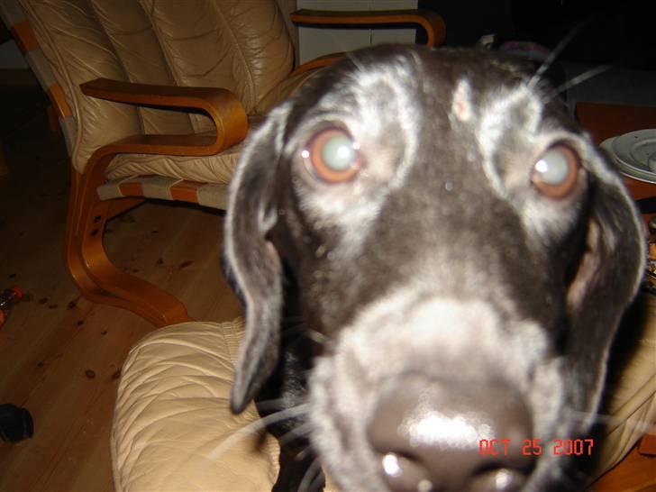 Blanding af racer Pippi billede 8