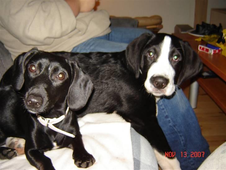 Blanding af racer Pippi billede 9