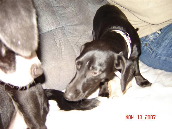 Blanding af racer Pippi billede 10