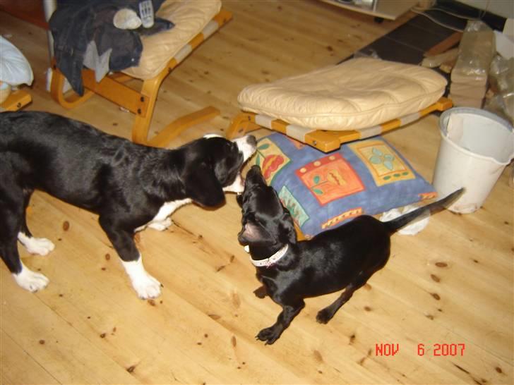 Blanding af racer Pippi billede 11