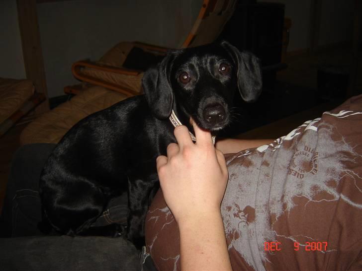 Blanding af racer Pippi billede 12