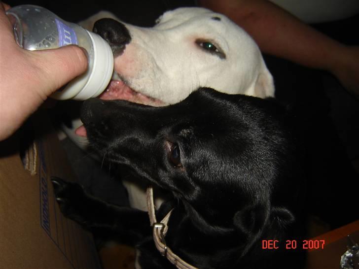 Blanding af racer Pippi billede 13