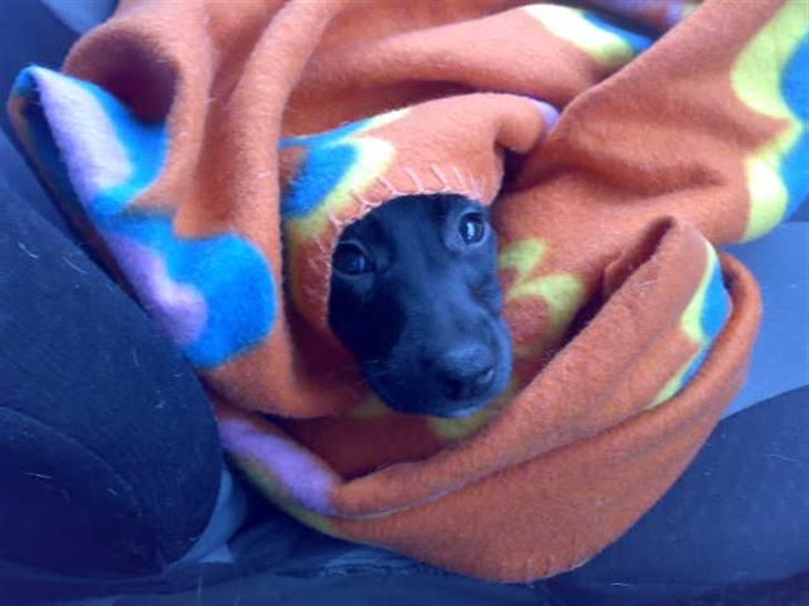 Blanding af racer Pippi billede 14