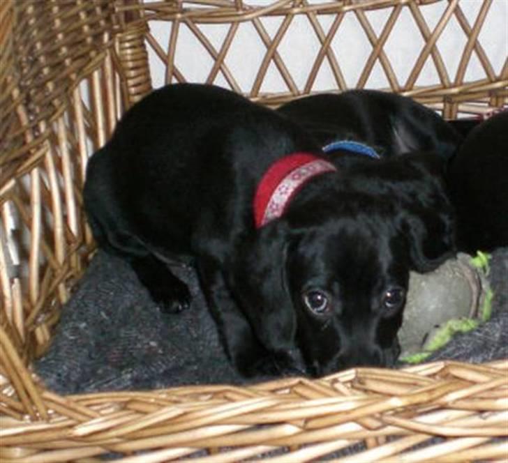 Blanding af racer Pippi billede 15