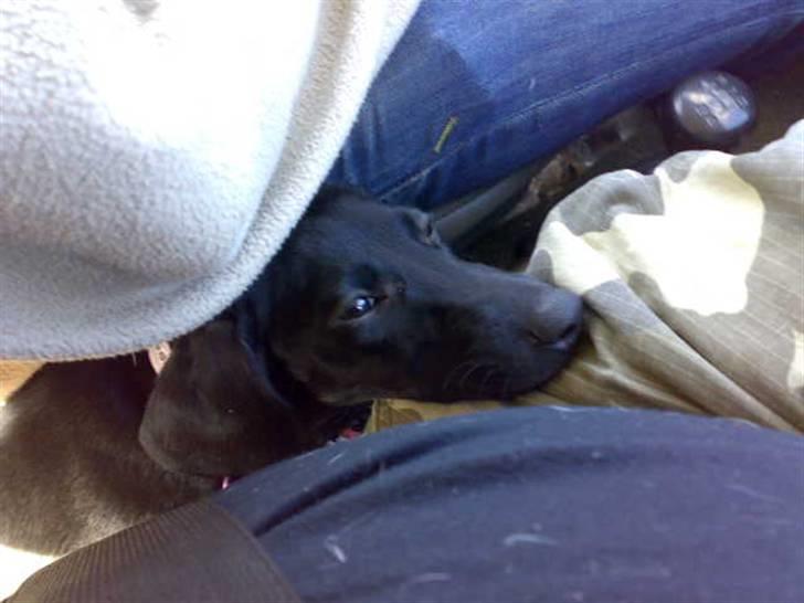 Blanding af racer Pippi billede 16