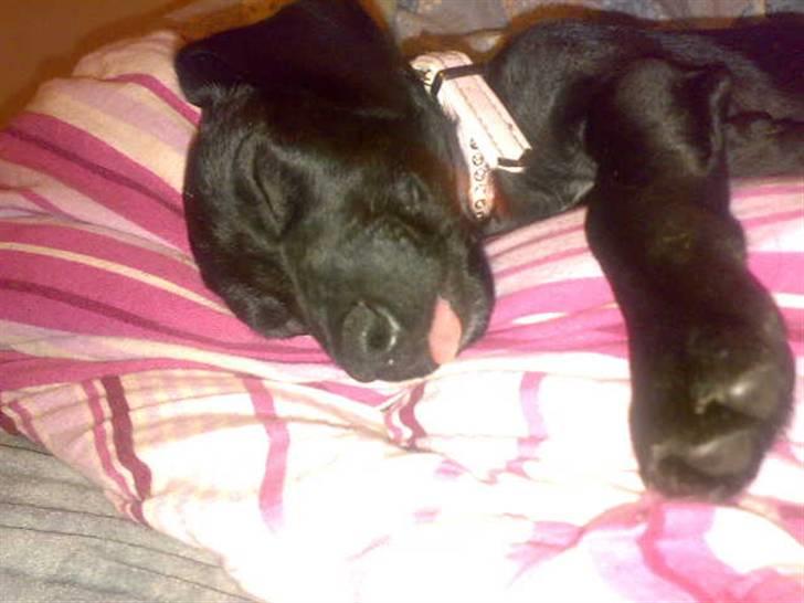 Blanding af racer Pippi billede 17