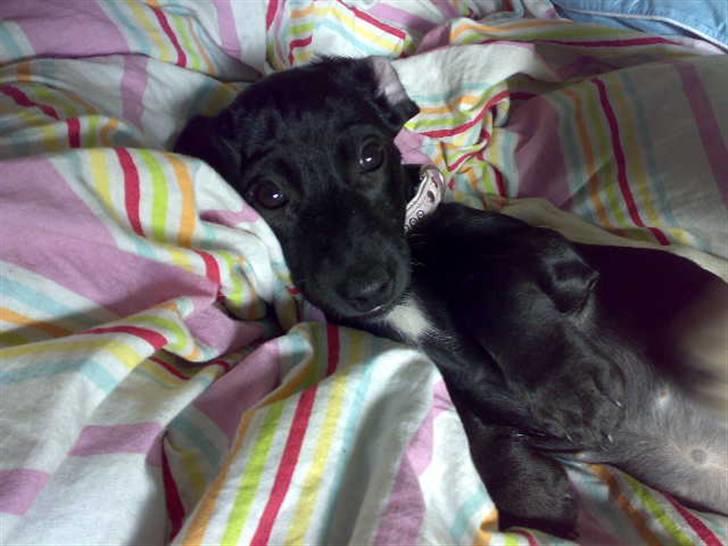 Blanding af racer Pippi billede 19