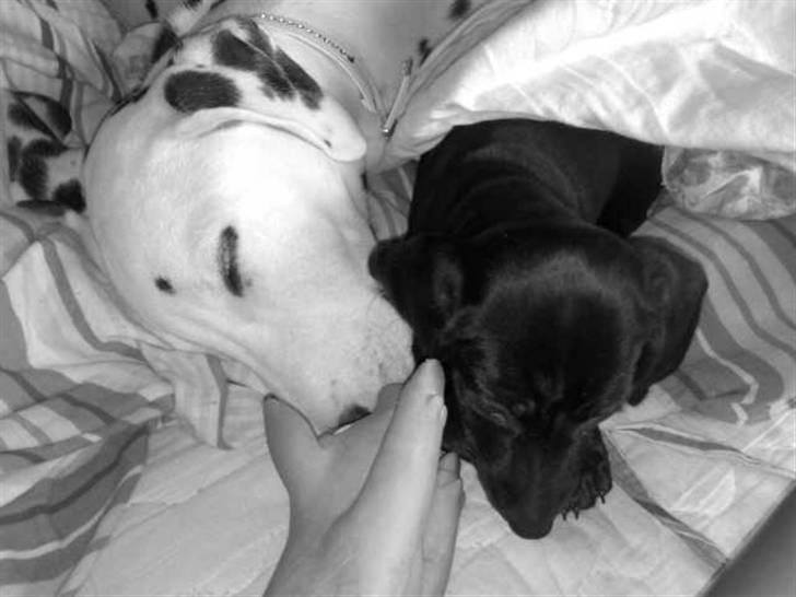 Dalmatiner Mollie billede 7