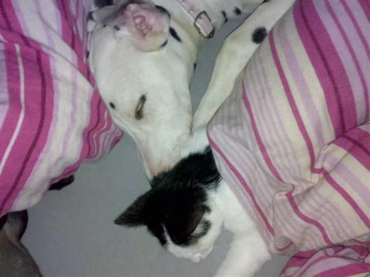 Dalmatiner Mollie billede 8