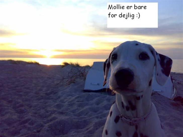 Dalmatiner Mollie billede 9