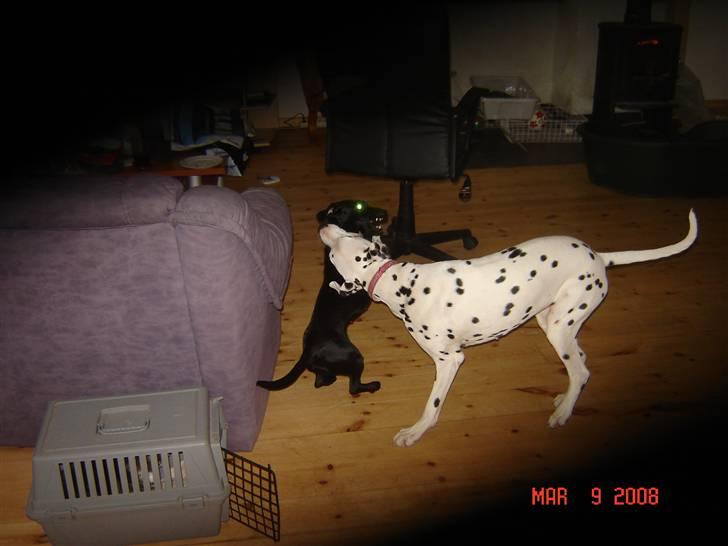 Dalmatiner Mollie billede 10