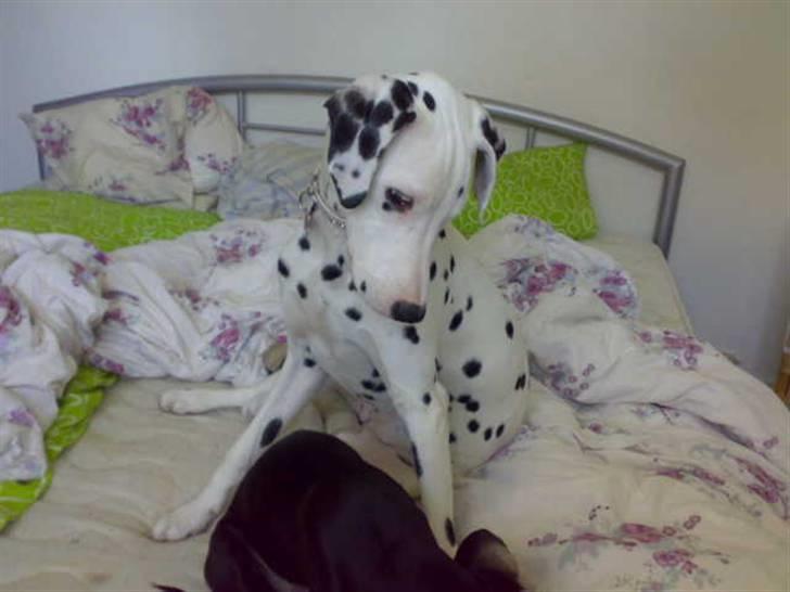 Dalmatiner Mollie billede 11