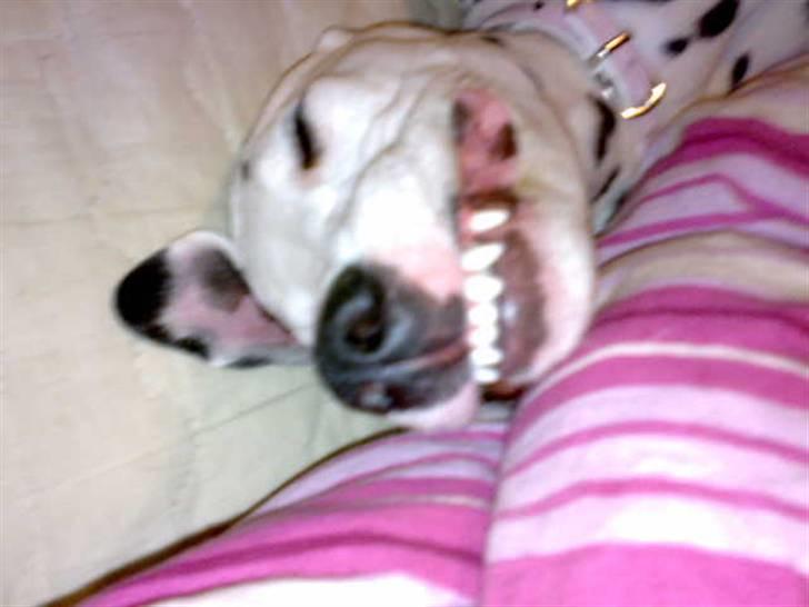 Dalmatiner Mollie billede 12