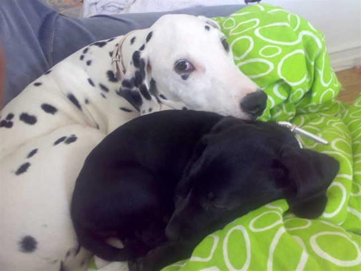 Dalmatiner Mollie billede 13
