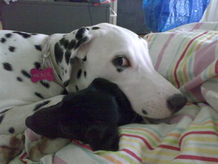 Dalmatiner Mollie billede 14