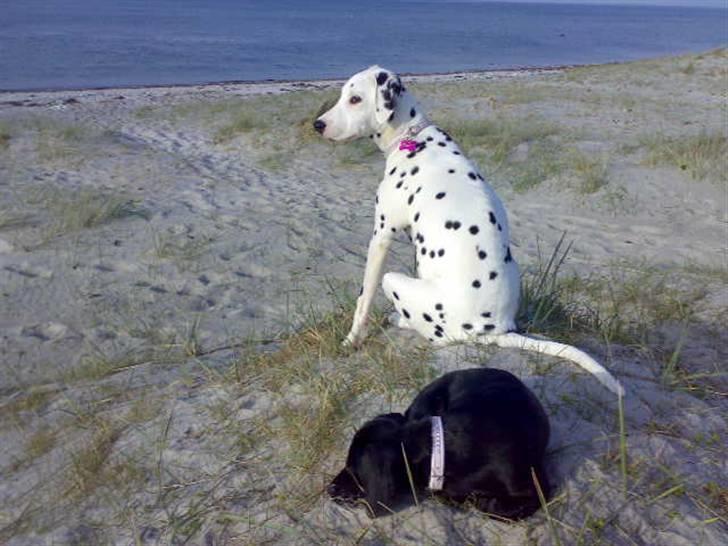 Dalmatiner Mollie billede 17