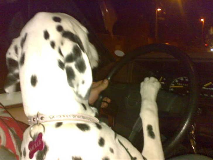 Dalmatiner Mollie billede 18