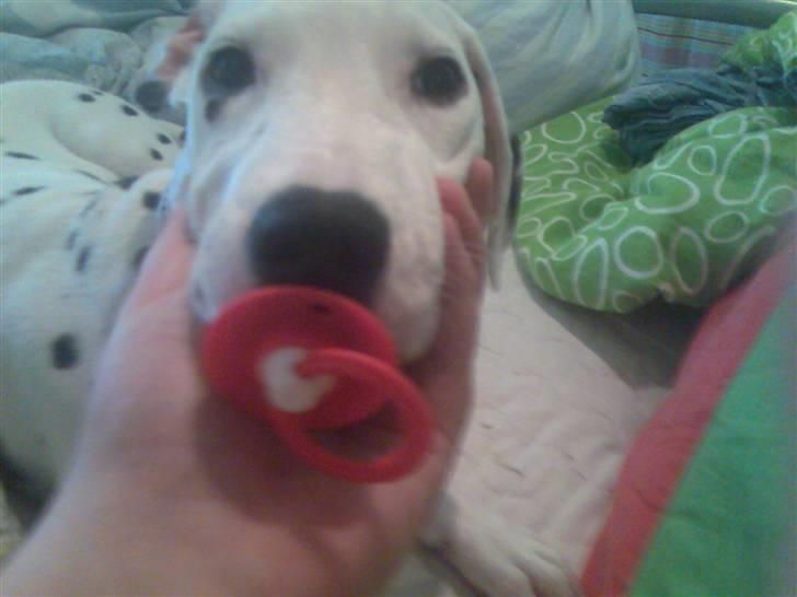 Dalmatiner Mollie billede 19