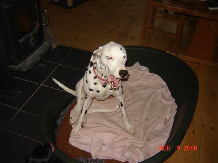 Dalmatiner Mollie billede 20