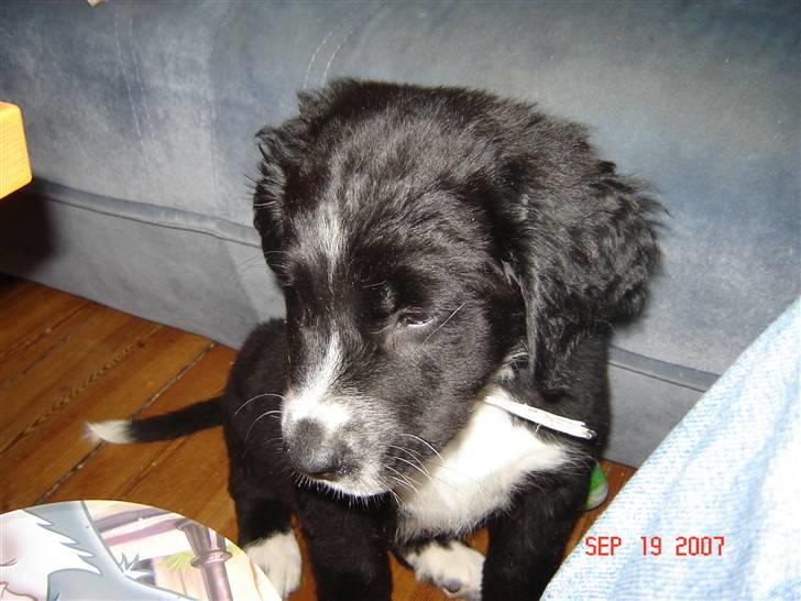 Blanding af racer Bella billede 9