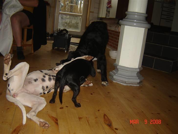 Blanding af racer Bella - Bella Mollie og Pippi leger :) billede 10