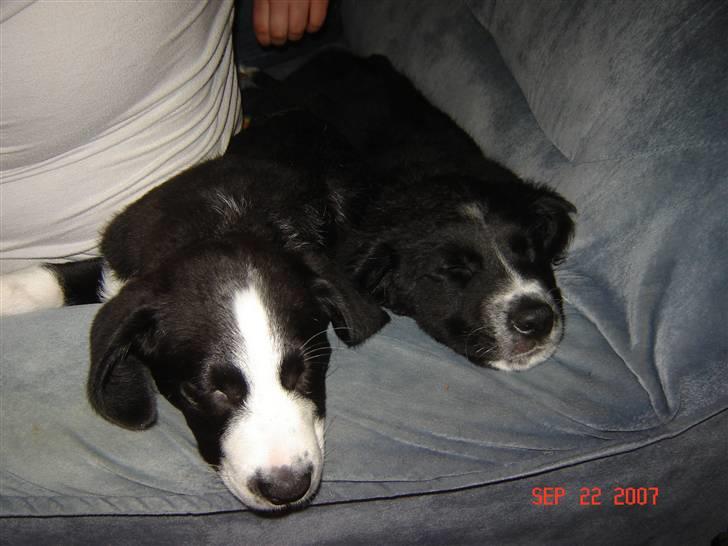 Blanding af racer Bella billede 11