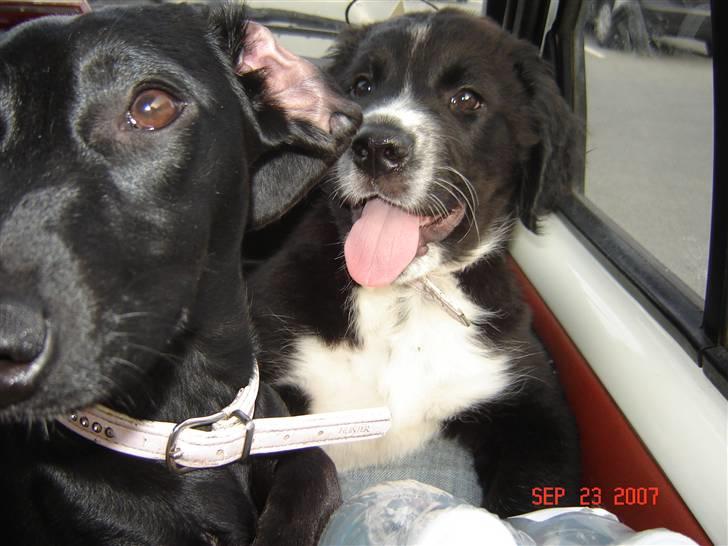 Blanding af racer Bella billede 12