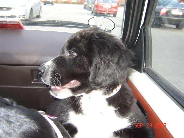 Blanding af racer Bella billede 13