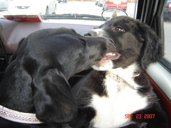 Blanding af racer Bella billede 14