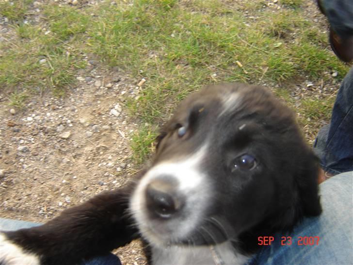 Blanding af racer Bella billede 15