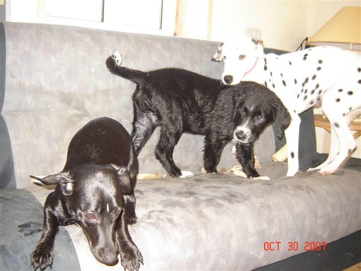 Blanding af racer Bella billede 16