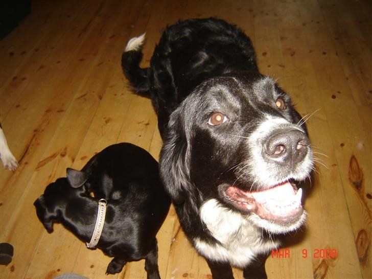 Blanding af racer Bella - nyt billede af pippi og bella :) billede 17