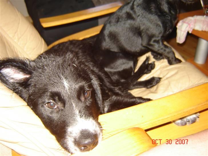 Blanding af racer Bella billede 18