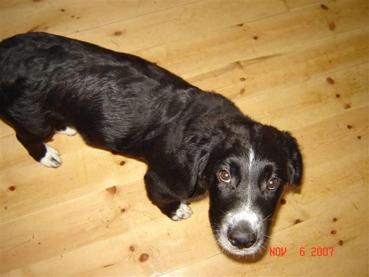 Blanding af racer Bella billede 19