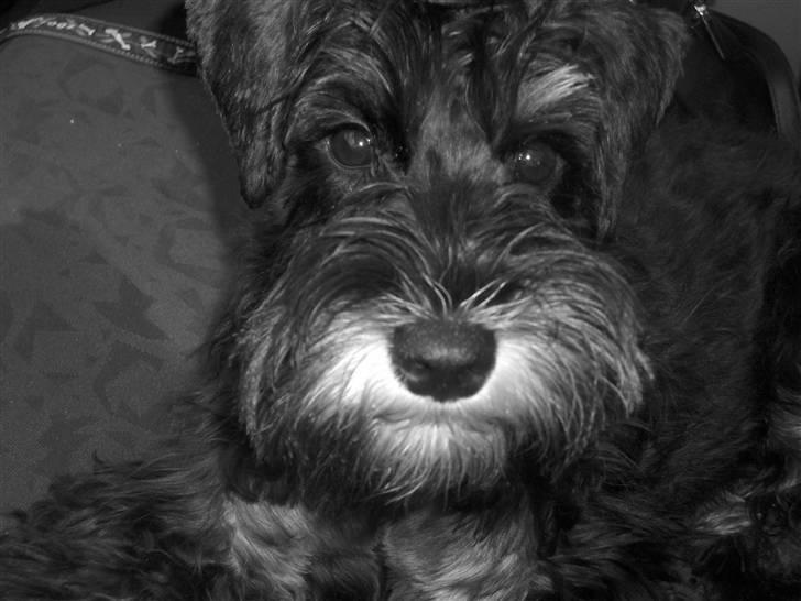 Dvaergschnauzer * ( `´SINDY`´ ) * RIP 25.07.13 billede 16