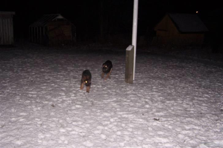 Blanding af racer Bella - En aften i sneen sammen med bastian som hvalp ;o) billede 7