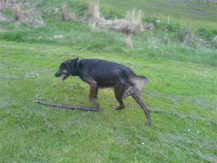 Blanding af racer Bella - Var lige en smut i bækken- fyldt med mudder så fik lige en skyller da hun kom hjem :o) billede 8