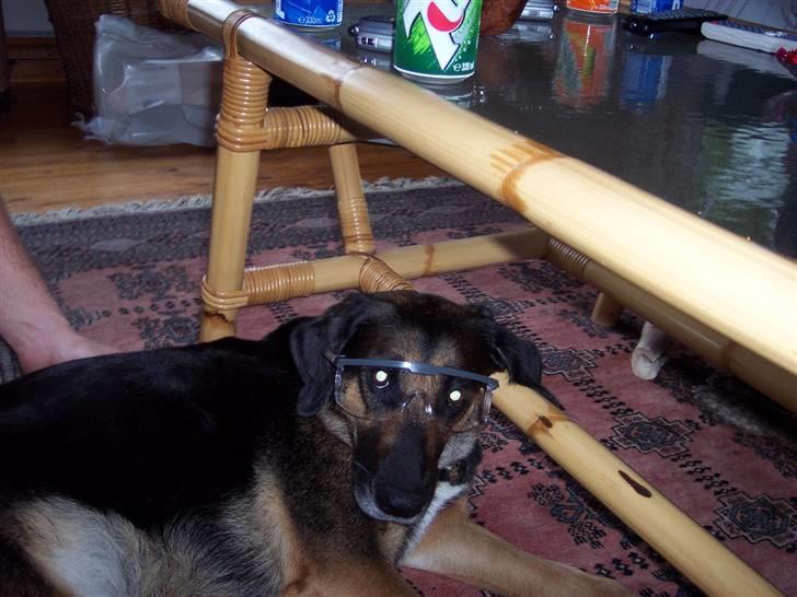 Blanding af racer Bella - Nytårsaften- man skal jo passe på øjnene. Bella er meget bange nytårsaften og går ikke uden for en dør... billede 10