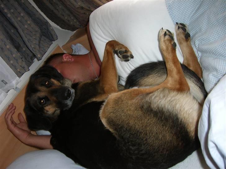 Blanding af racer Bella - På camping- kom til at hoppe op i sengen til Tommy- ups det må jeg vist ikke billede 11