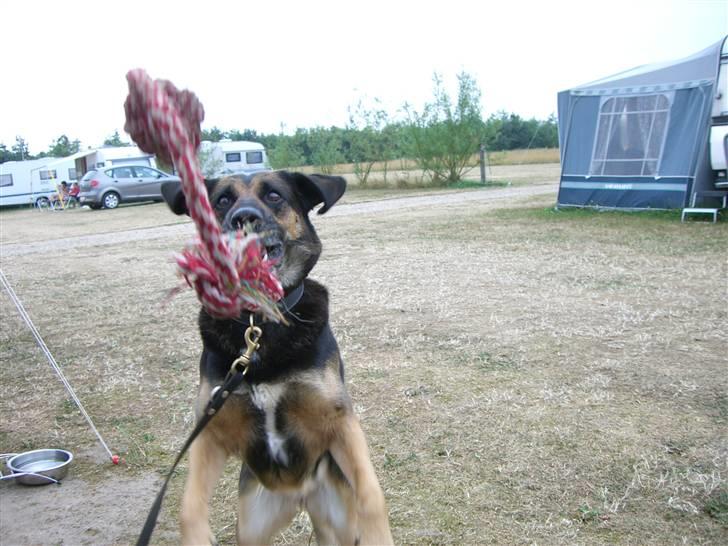 Blanding af racer Bella billede 12