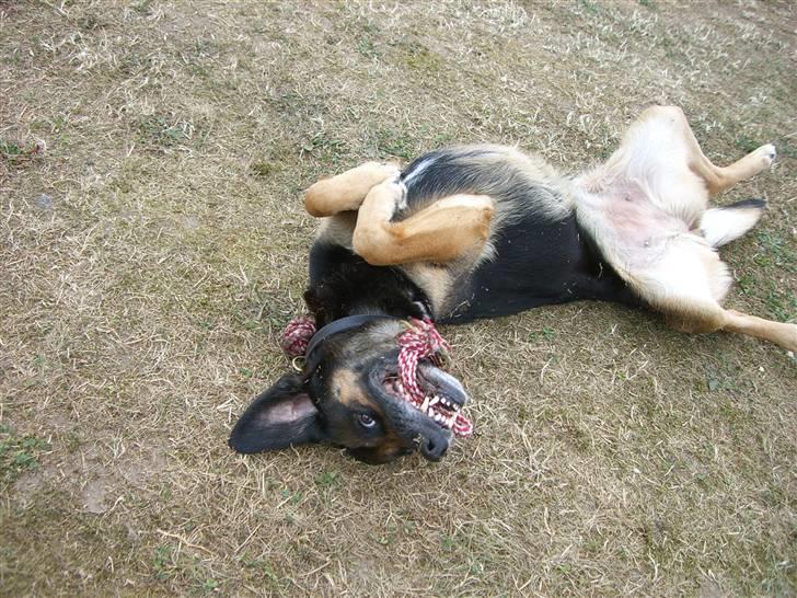 Blanding af racer Bella billede 13