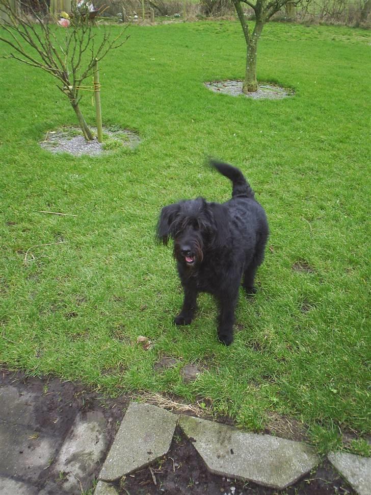 Blanding af racer Kiki - RIP - Hvis hun kan få hendes mor lokket med ud i haven og lege, er der ikke noget der passer hende bedre. billede 3