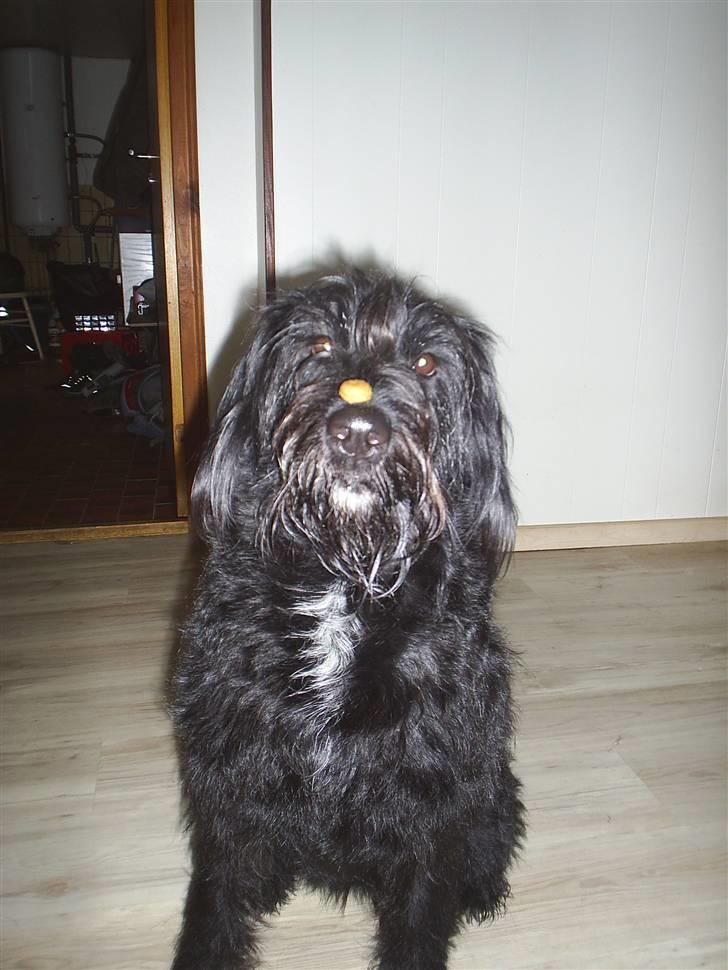 Blanding af racer Kiki - RIP - Kiki mener helt klart at kl 7 om morgenen er for tidlig til at lave tricks. billede 4