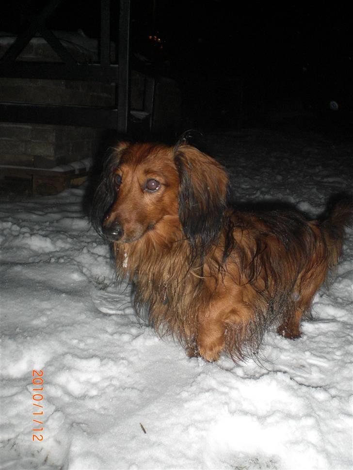 Dværggravhund Oskar - Oksar i sneen. Desværre fik jeg ikke taget et hvor der hvor der var rigtig meget sne. billede 17