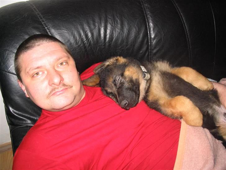 Schæferhund Houen James Dean - her sover jeg med far , jeg var ikke ret gammel billede 2