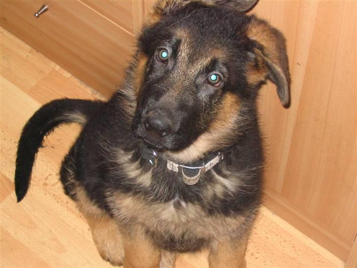 Schæferhund Houen James Dean - Hvad laver du,med den der lillekasse der blinker når man trykker på den billede 10