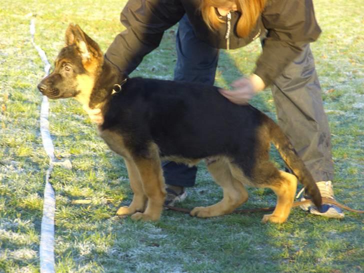 Schæferhund Houen James Dean - ja de vil ogsåhave mig til at stå pænt billede 11