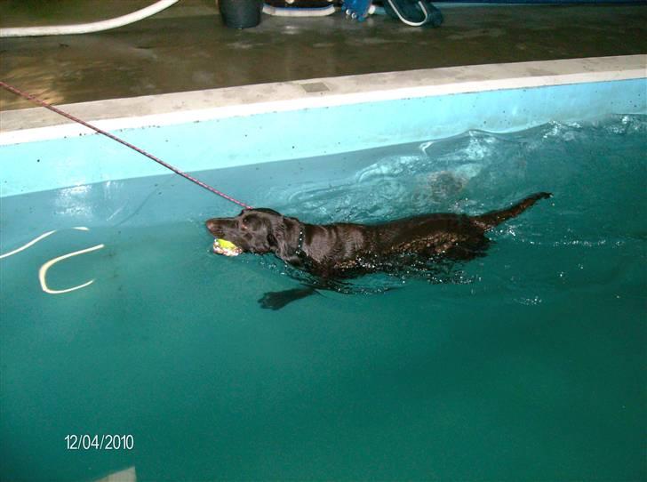 Blanding af racer King billede 11